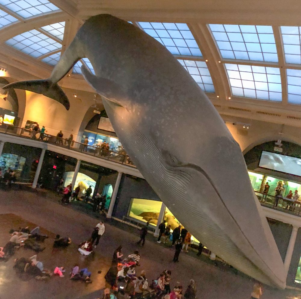 Naturkundemuseum: lebensgroßer Wal